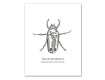 Insect Studies 11x14 Canvas Set
