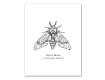 Insect Studies 11x14 Canvas Set
