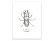 Insect Studies 11x14 Canvas Set