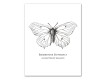 Insect Studies 11x14 Canvas Set