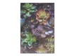 Succulent Patch 32x48 Canvas Set