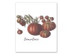 Vegetable Study 20x24 Canvas Set