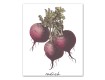Vegetable Study 20x24 Canvas Set
