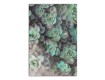 Succulent Patch 32x48 Canvas Set