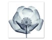 Blue X-Ray Flowers 36x36 Canvas Set