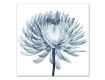 Blue X-Ray Flowers 36x36 Canvas Set
