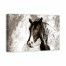Majestic Stallion 36x24 Canvas Wall Art