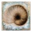 Button Shell 2 Coastal 30x30 Canvas Wall Art 