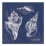 Azure Conch Shells 20x20 Canvas Wall Art