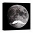 Moustache Moon 20x20 Canvas Wall Art