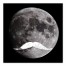Moustache Moon 20x20 Canvas Wall Art