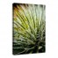 Aloe 32x48 Canvas Wall Art