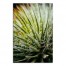 Aloe 32x48 Canvas Wall Art