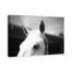 Whisper 48x32 Canvas Wall Art 