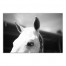 Whisper 48x32 Canvas Wall Art 