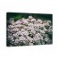 Succulent Cover 48x32 Canvas Wall Art
