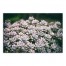 Succulent Cover 48x32 Canvas Wall Art