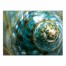 Turquoise Moon Shell 40x30 Canvas Wall Art