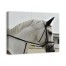 Arabian Colt 40x30 Canvas Wall Art