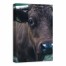 Cow Face 20x30 Canvas Wall Art 