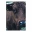 Cow Face 20x30 Canvas Wall Art 