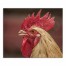 Rooster Face 24x20 Canvas Wall Art 