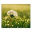 Dandelion Days 24x20 Canvas Wall Art
