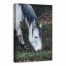 Hungry Horse 24x36 Canvas Wall Art