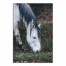 Hungry Horse 24x36 Canvas Wall Art