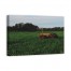Big Yellow Tractor 36x24 Canvas Wall Art
