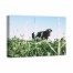 Peaceful Cow 36x24 Canvas Wall Art