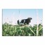 Peaceful Cow 36x24 Canvas Wall Art