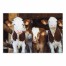 Calf Buddies 36x24 Canvas Wall Art