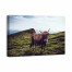 Contemplating Bull 36x24 Canvas Wall Art