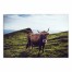Contemplating Bull 36x24 Canvas Wall Art