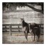 Horse News 30x30 Canvas Wall Art