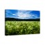 Green Wheat Field 48x32 Canvas Wall Art 
