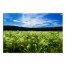 Green Wheat Field 48x32 Canvas Wall Art 