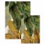Yellow and Green Palms Canvas