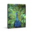 Peacock Power Canvas Wall Art