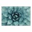 Agave 3 24x36 Canvas Wall Art