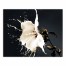 Water Lily in Motion 20x16 Canvas Wall Art