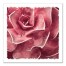 Crimson Succulent 20x20 Canvas Wall Art