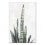 Sansavieria Plant 24x36 Canvas Wall Art