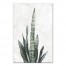 Sansavieria Plant 24x36 Canvas Wall Art