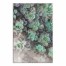 Succulents on Wood 24x36 Canvas Wall Art