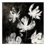 Floral X-ray 1 30x30 Canvas Wall Art