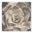 Sepia Succulent 1 30x30 Canvas Wall Art