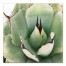 Emerald Succulent 3 30x30 Canavs Wall Art