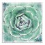 Emerald Succulent 4 x30x30 Canvas Wall Art
